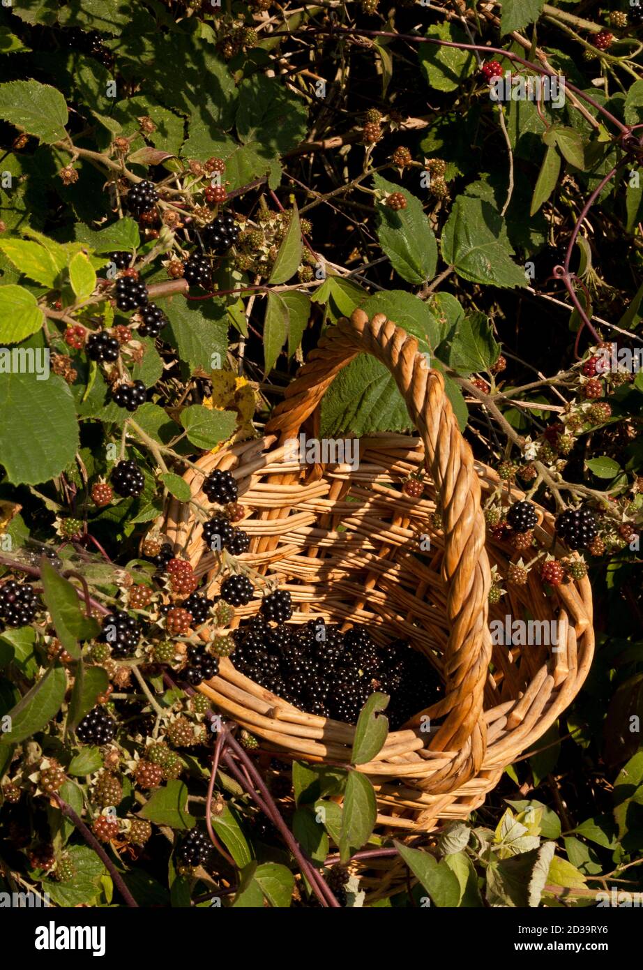 Blackberries in a basket Stock Photo