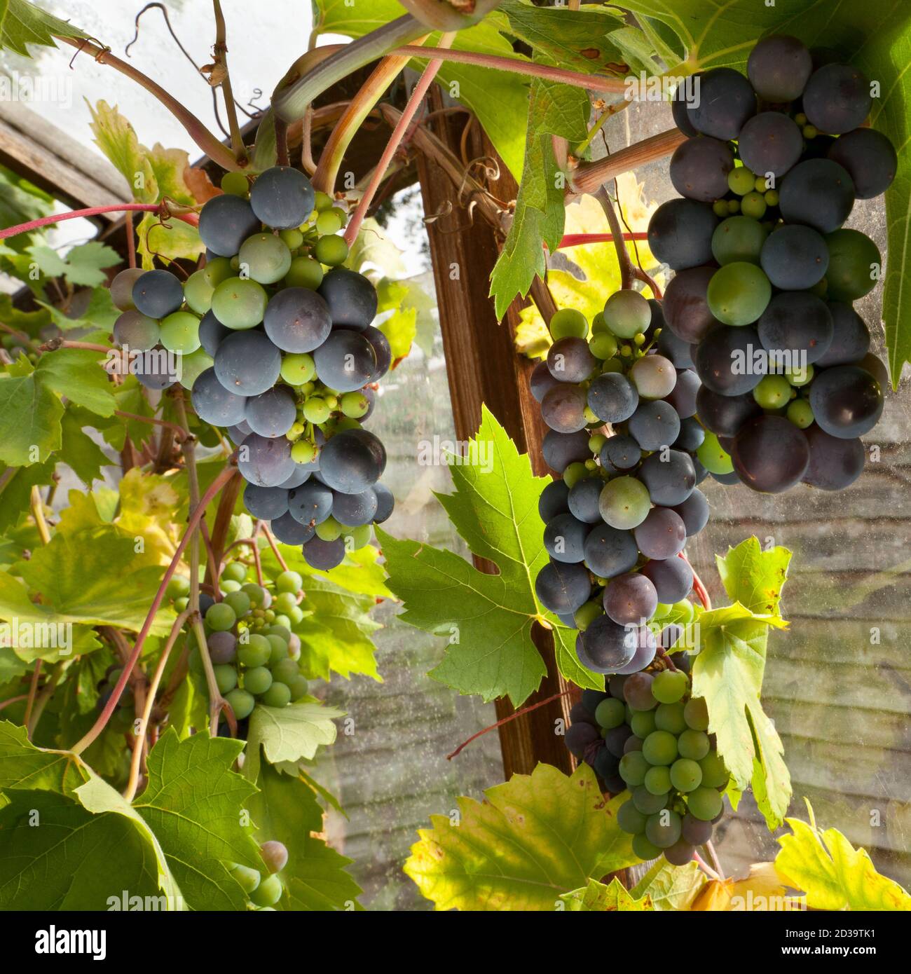 Bunches of grapes growing in a greenhouse UK Stock Photo