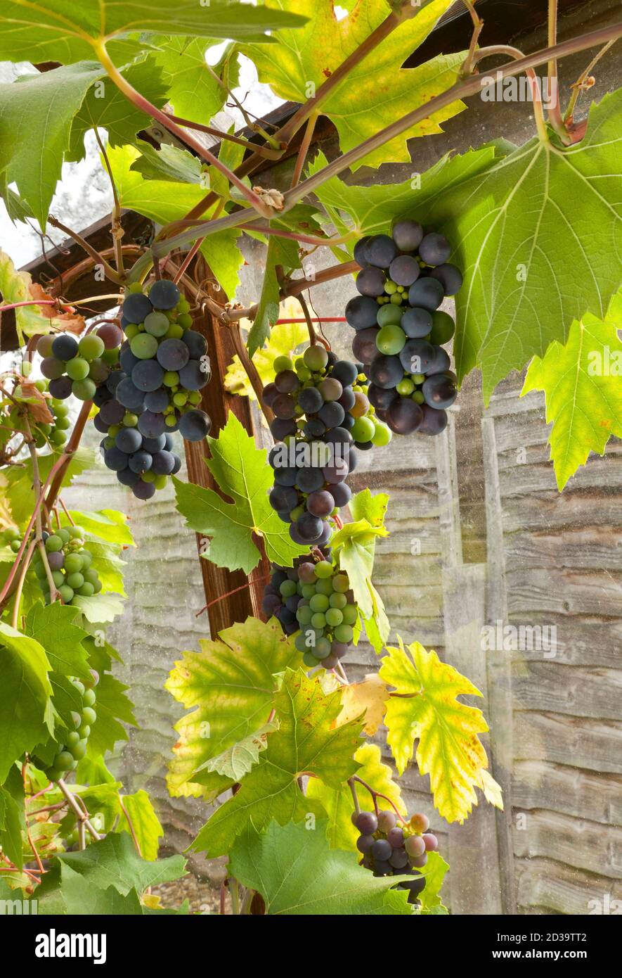 Grapes on the vine growing in a greenhouse Stock Photo