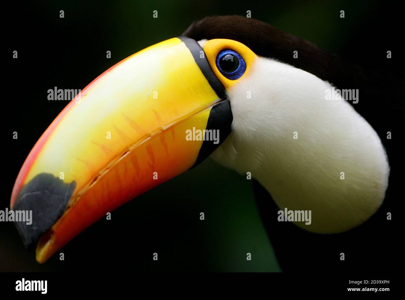A Toco Toucan, also known as the Ramphastos toco, rests in the bird enclosure of the Faunia animal theme park in Madrid April 27, 2005. Toucans, which live between 10-15 years, live in the wild in the tropical rainforests from the [Guianas through Brazil to northern Argentina] and are fruit eaters. Stock Photo
