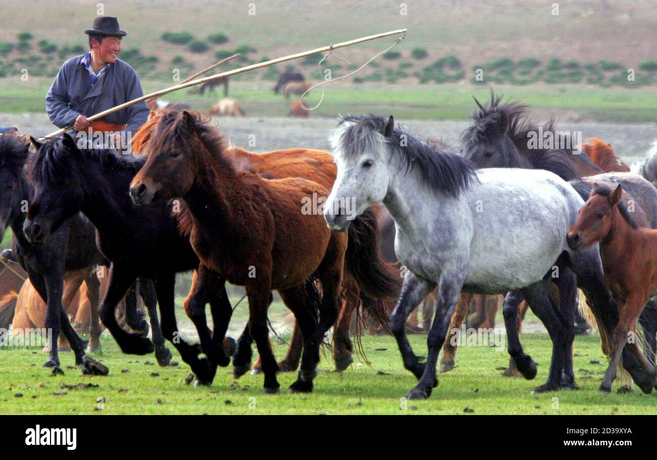 Mongolian horsemen tend wild horses at a steppe in Orkhon Valley near  Kharkorin, about 310km (192 miles) west of Mongolia's capital Ulan Bator  May 26, 2005. About one third of Mongolia's 2.5