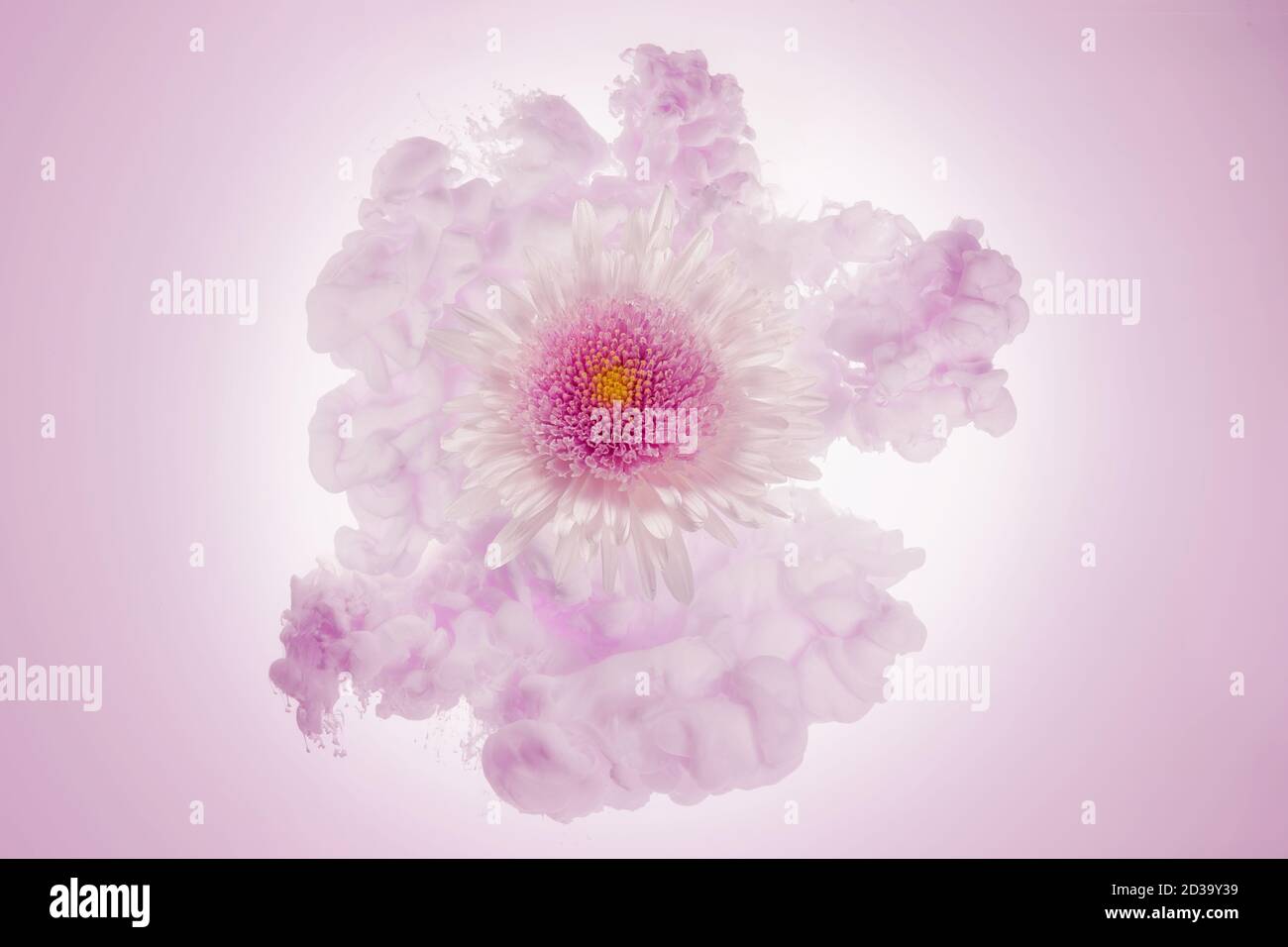 white and pink flower in a pale pink cloud Stock Photo