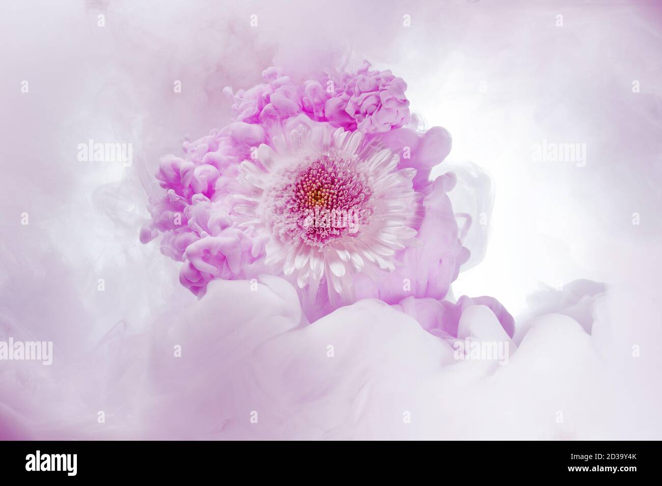 pink chrysanthemum in swirls of a color cloud Stock Photo