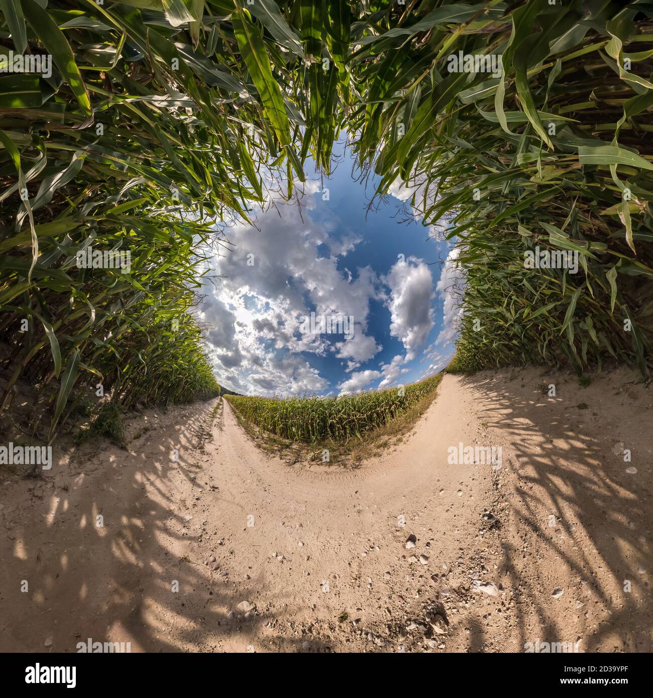 Inversion of blue tiny planet transformation of spherical panorama 360 degrees. Spherical abstract aerial view on corn field with awesome beautiful cl Stock Photo