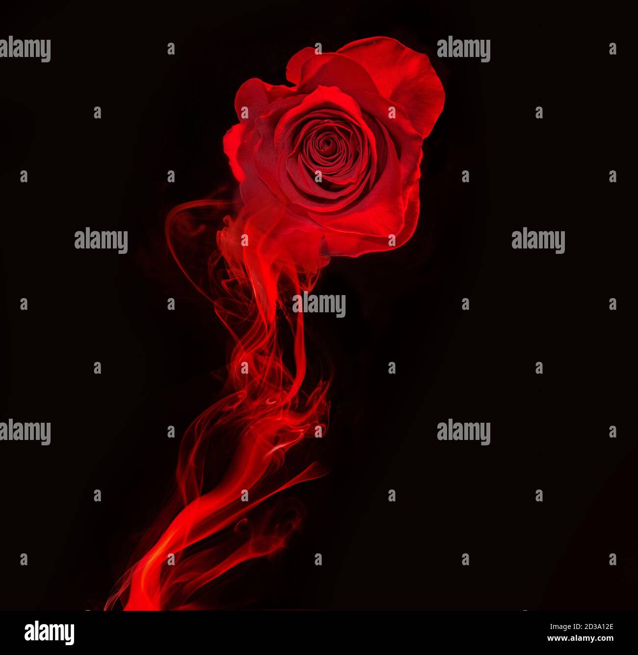 rose and swirl of red smoke isolated on black background Stock Photo