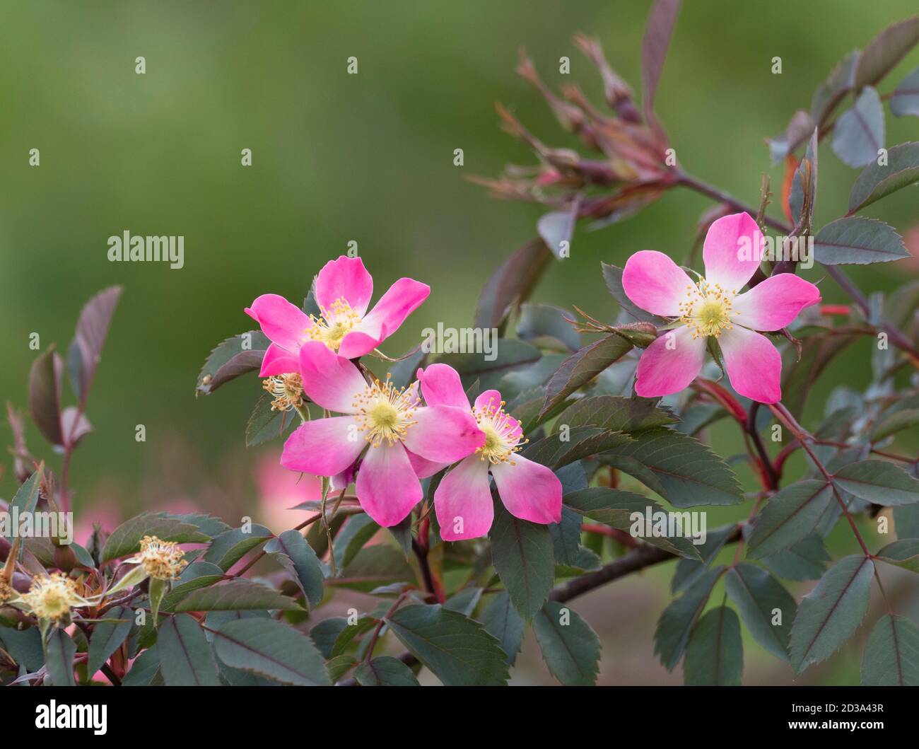 Flowers of species rose, Rosa rubrifolia, also know as Rosa glauca, Worcestershire, UK. Stock Photo