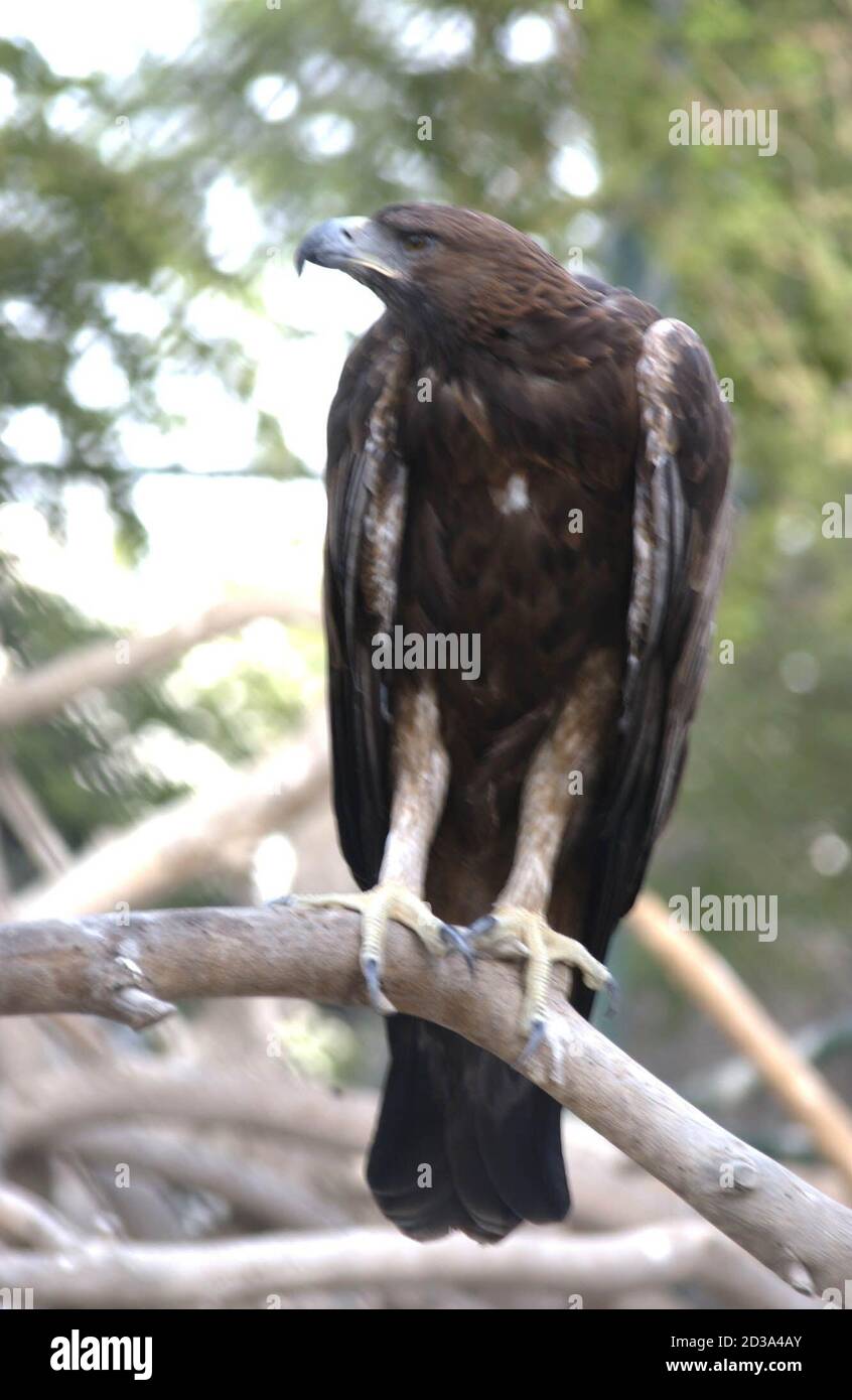 A Golden Eagle enjoys the shade in a green belt area in Dubai on June 28, 2002. The bird is a resident and migratory species to the Arabian Peninsula, it is know to be resident and breeding bird in Oman, but migratory to the UAE. The species lives in parts of North America, Eurasia and Africa, and it moves usually as singleton. It is one of some 421 species of birds that live or stop over in the United Arab Emirates. FOR ARABIC FEATURE EMIRATES BIRDS REUTERS/Anwar Mirza  - Stock Photo