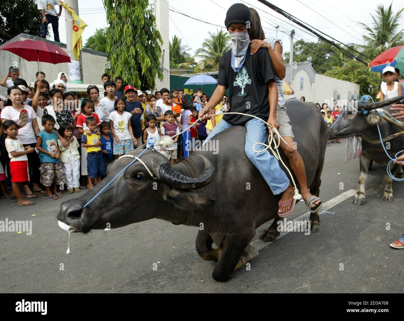 buffalo-riding Filipino farmers make their animals kneel during a parade in in Bulacan province, north of Manila May 14, 2003. The farmers perform ritual as a gesture of thanks