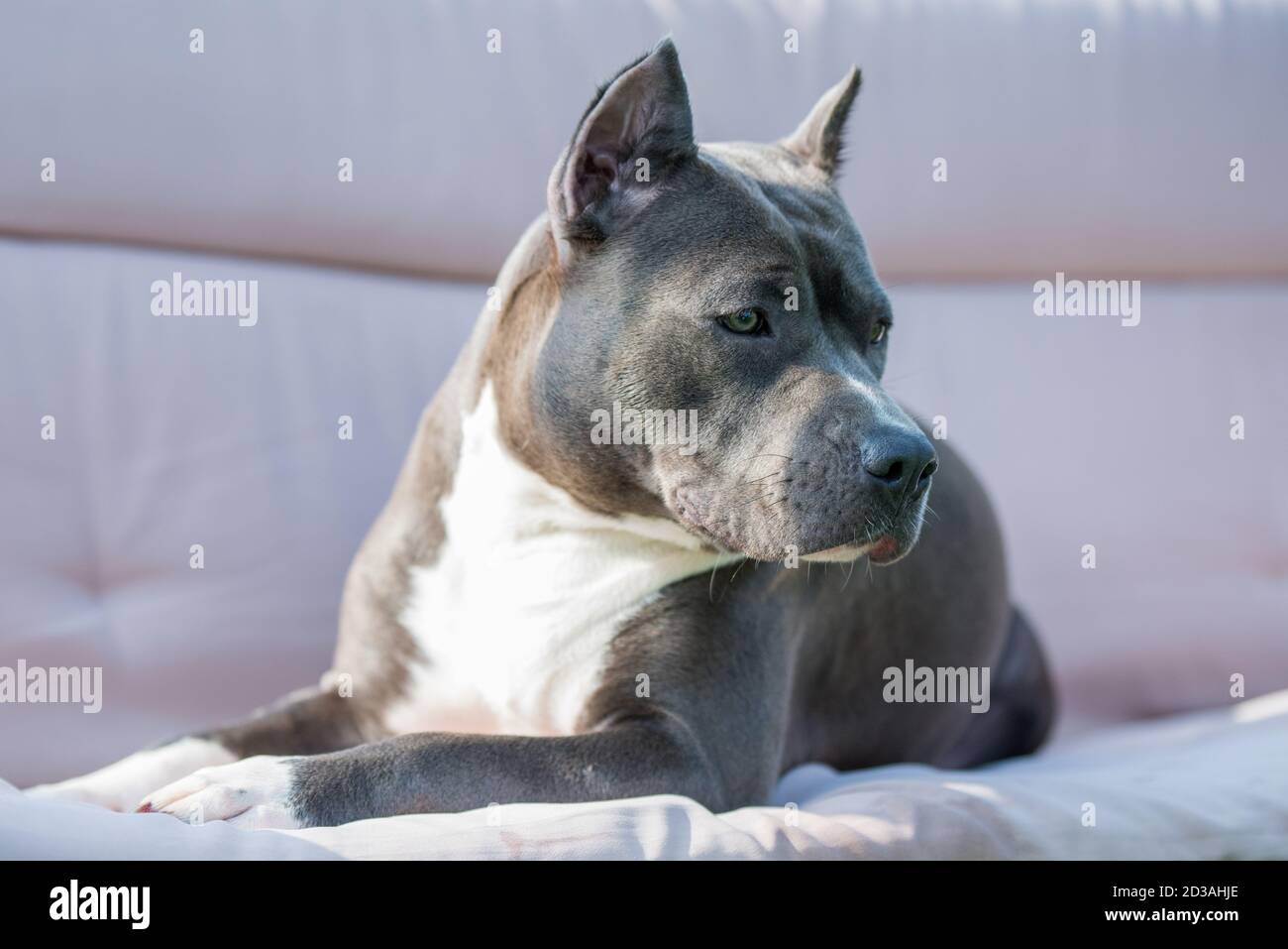Brindle Bull Terrier High Resolution Stock Photography And Images Alamy