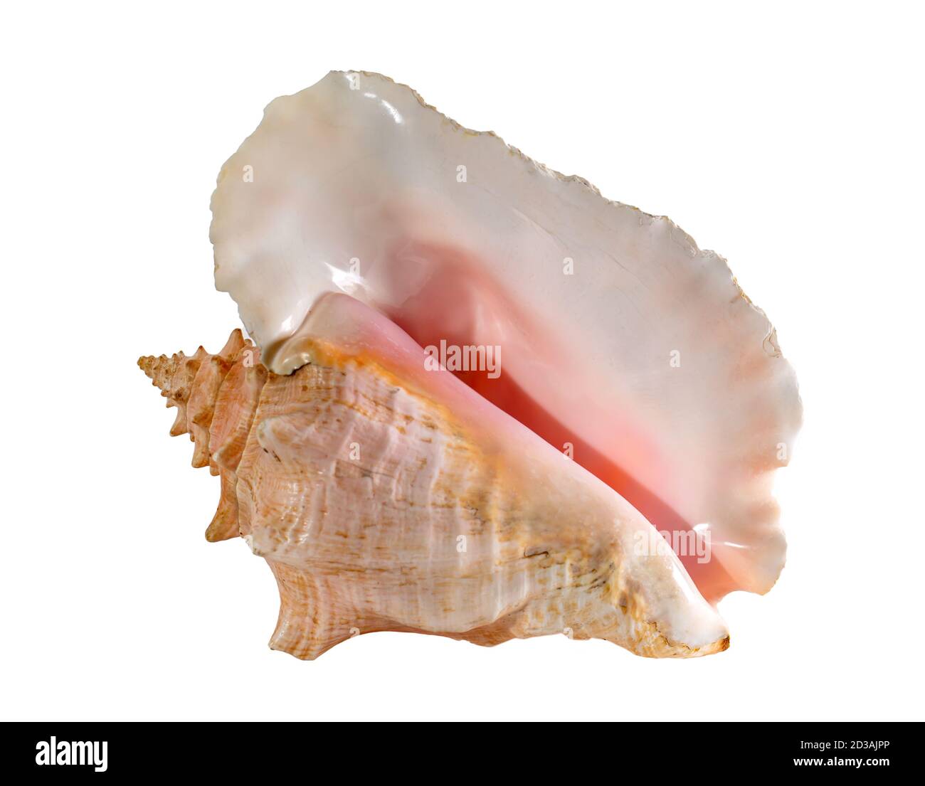 Sea shell isolated on a white background. Beautiful seashell Stock Photo