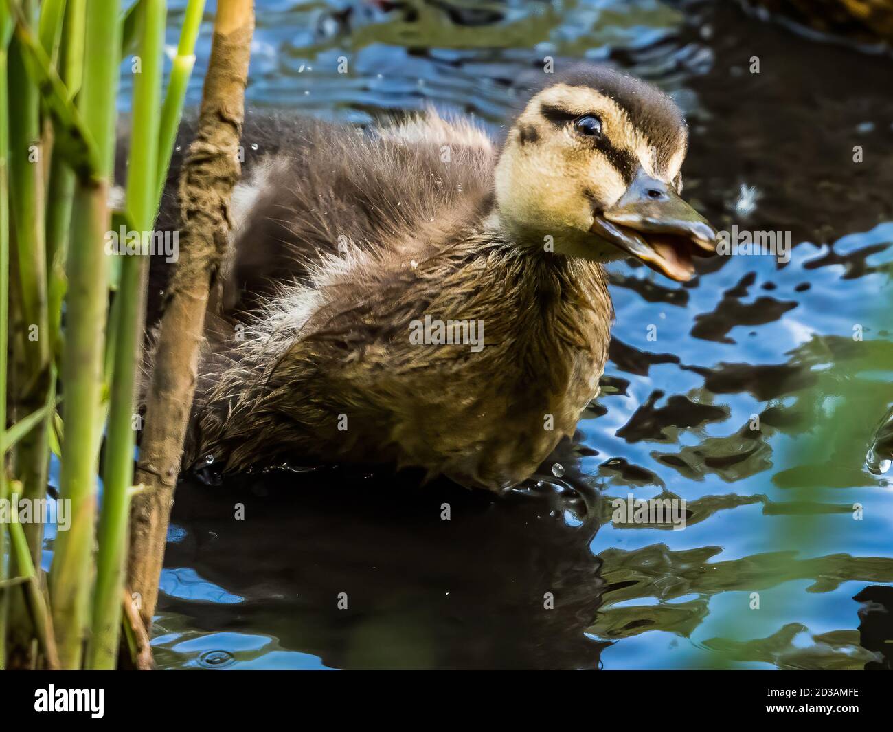 Comical look from a duckling! Stock Photo