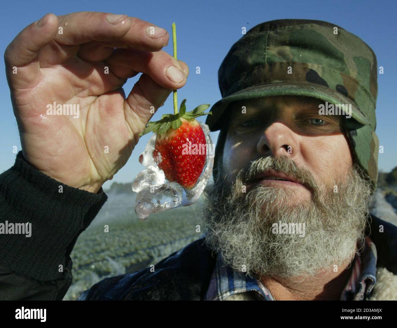 David Grooms Of Fancy Farms Strawberries In Plant City Florida Holds A Frozen Strawberry As Record Breaking Freezing Temperatures Descended Into Central Florida January 24 03 Florida S 53 Billion Agriculture Industry May Have Been David Grooms Of Fancy Farms Strawberries In Plant City Florida Holds A Frozen Strawberry As Record Breaking Freezing Temperatures Descended Into Central Florida January 24 03 Florida S 53 Billion Agriculture Industry May Have Been