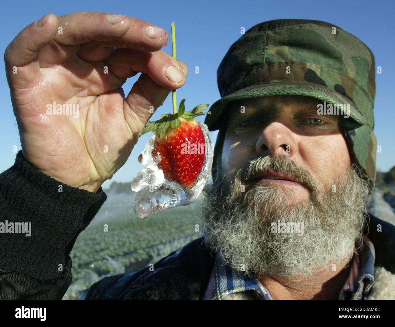 David Grooms Of Fancy Farms Strawberries In Plant City Florida Holds A Frozen Strawberry As Record Breaking Freezing Temperatures Descended Into Central Florida January 24 03 Florida S 53 Billion Agriculture Industry May Have Been