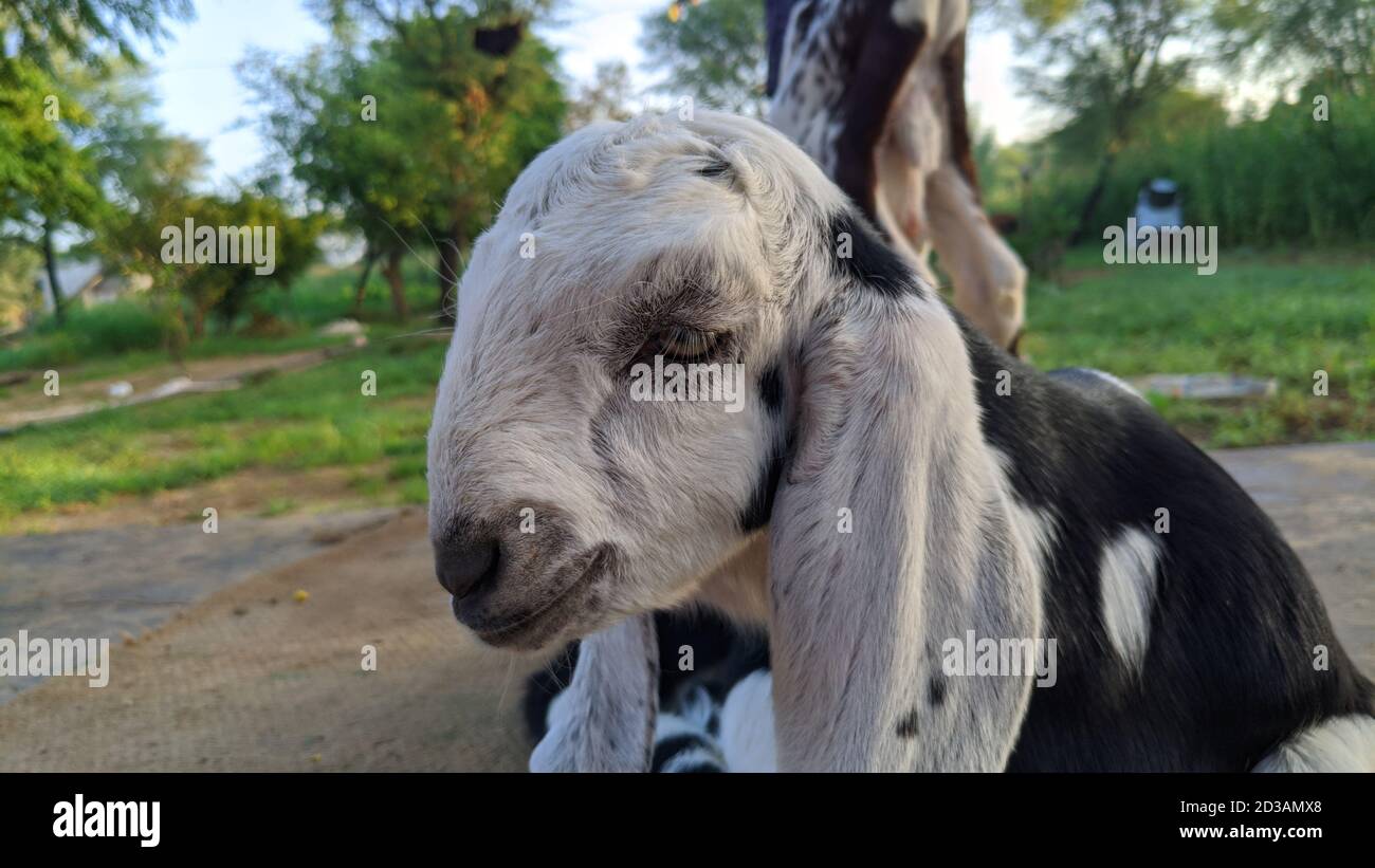 White color goat ling with black spots sitting fearless in a farmland. Stock Photo