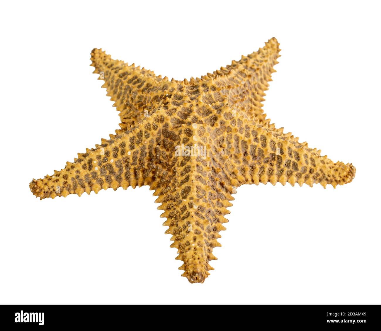 starfish isolated on a white background. Close-up. Side view Stock Photo