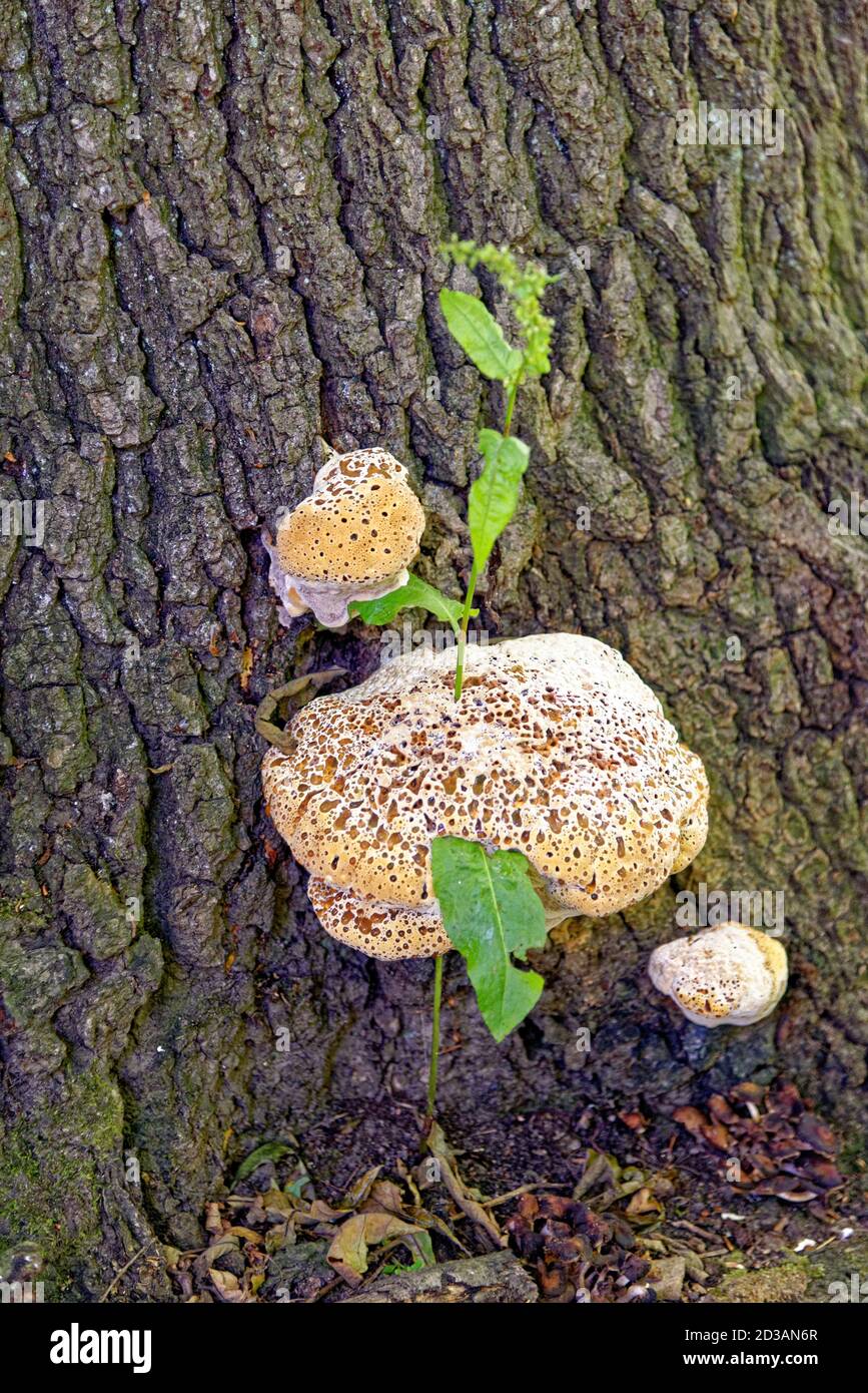 Chaga mushroom Inonotus obliquus growing on a tree trunk in a