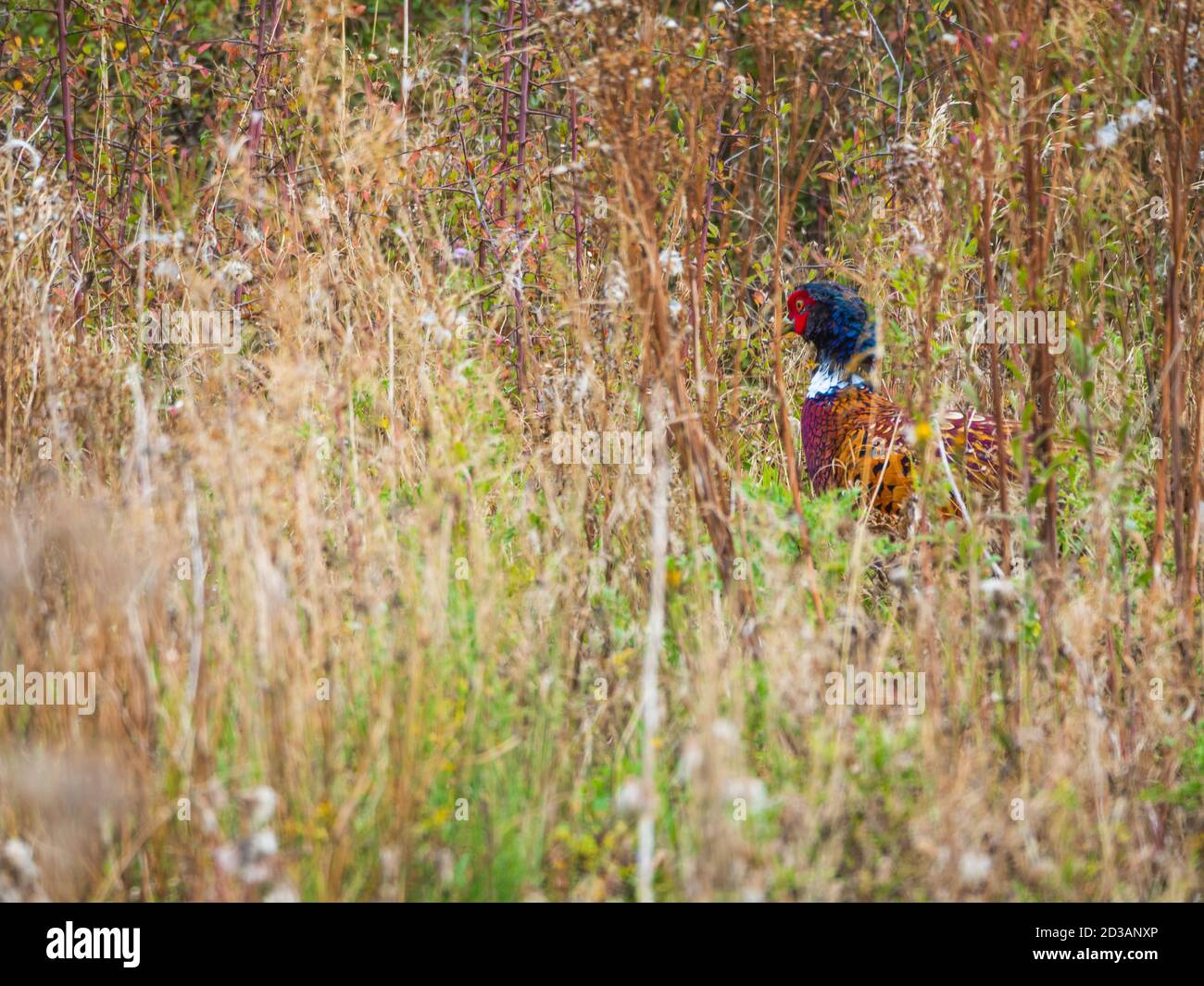 Slight view of a hidden Pheasant Stock Photo