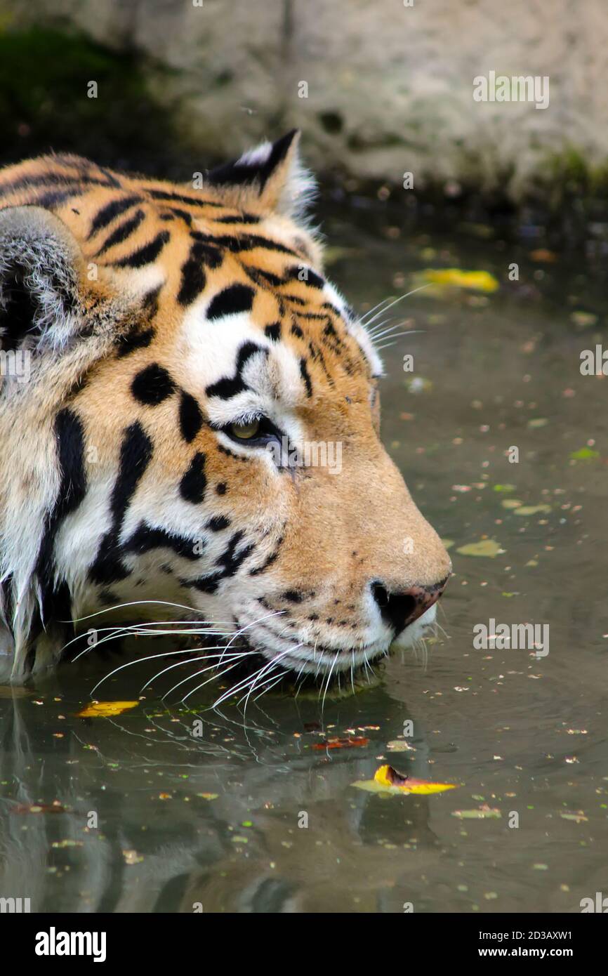 Tiger head The tiger is swimming. Tiger in the water close-up Stock Photo