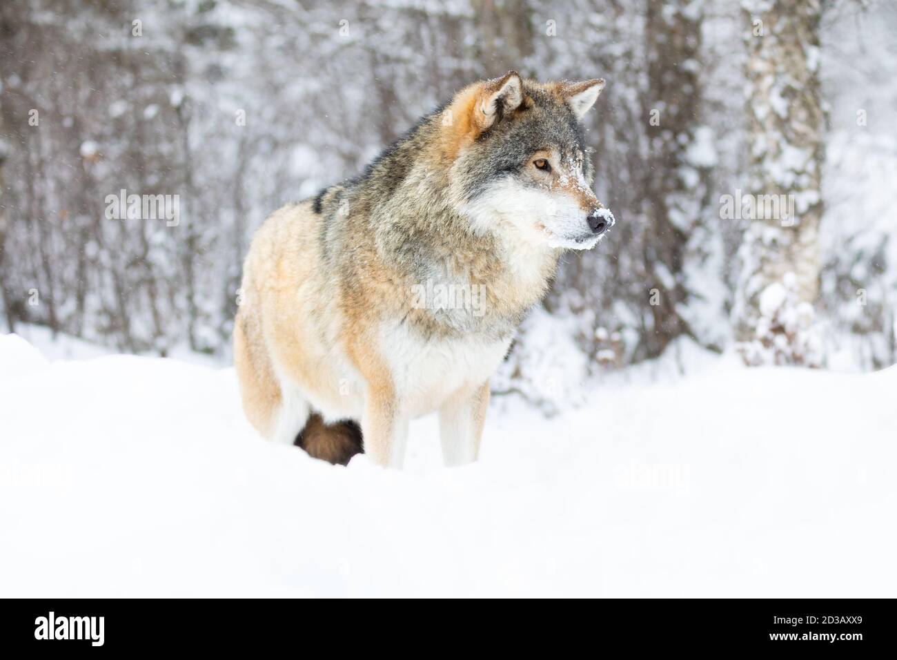 Beautiful alpha male wolf stands in the snow in beautiful winter forest Stock Photo