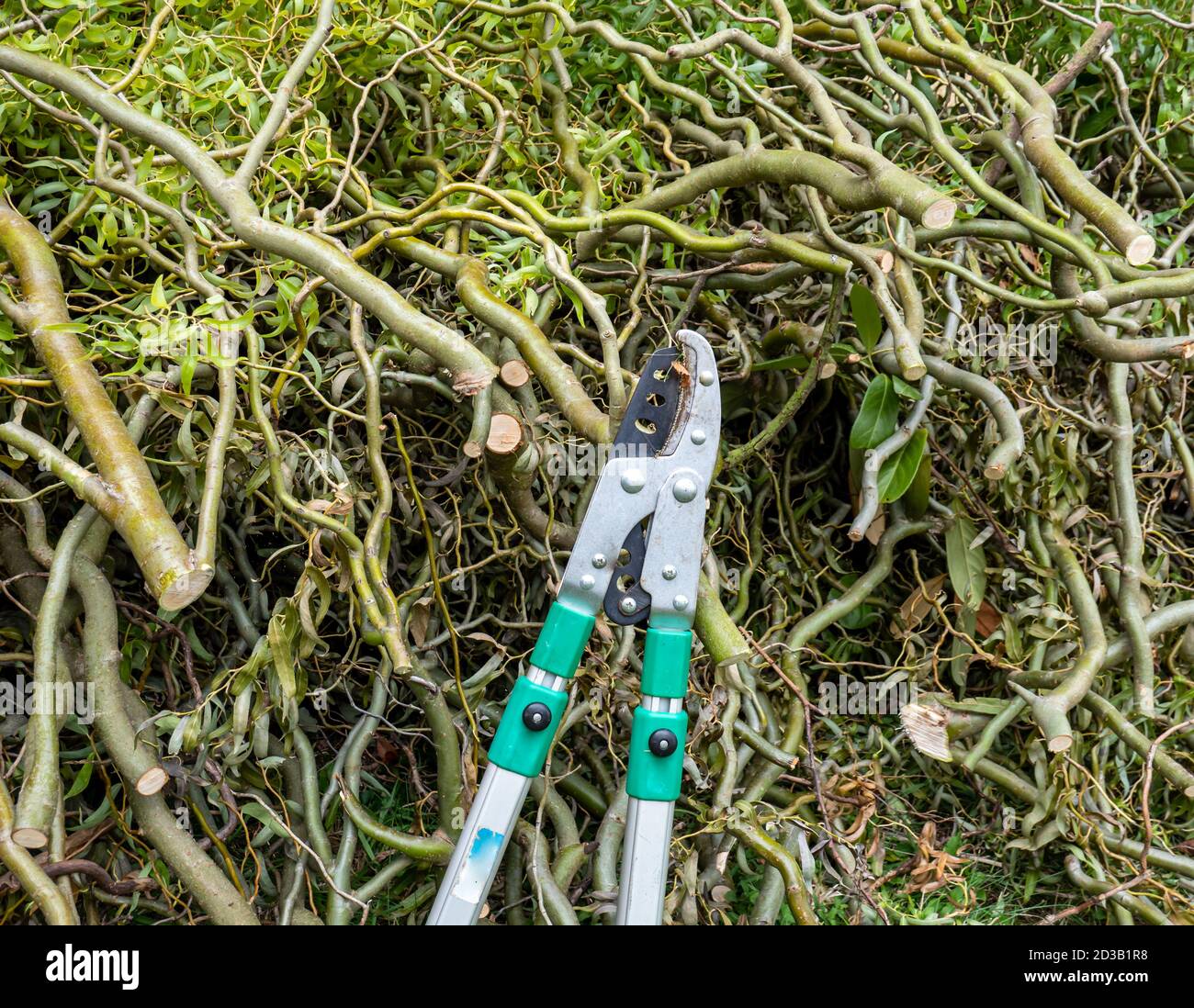 Pruning shears with willow branches Stock Photo