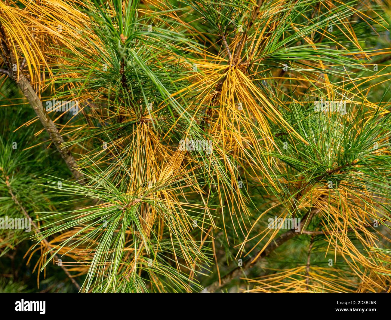 Pine needles pest disease background Stock Photo