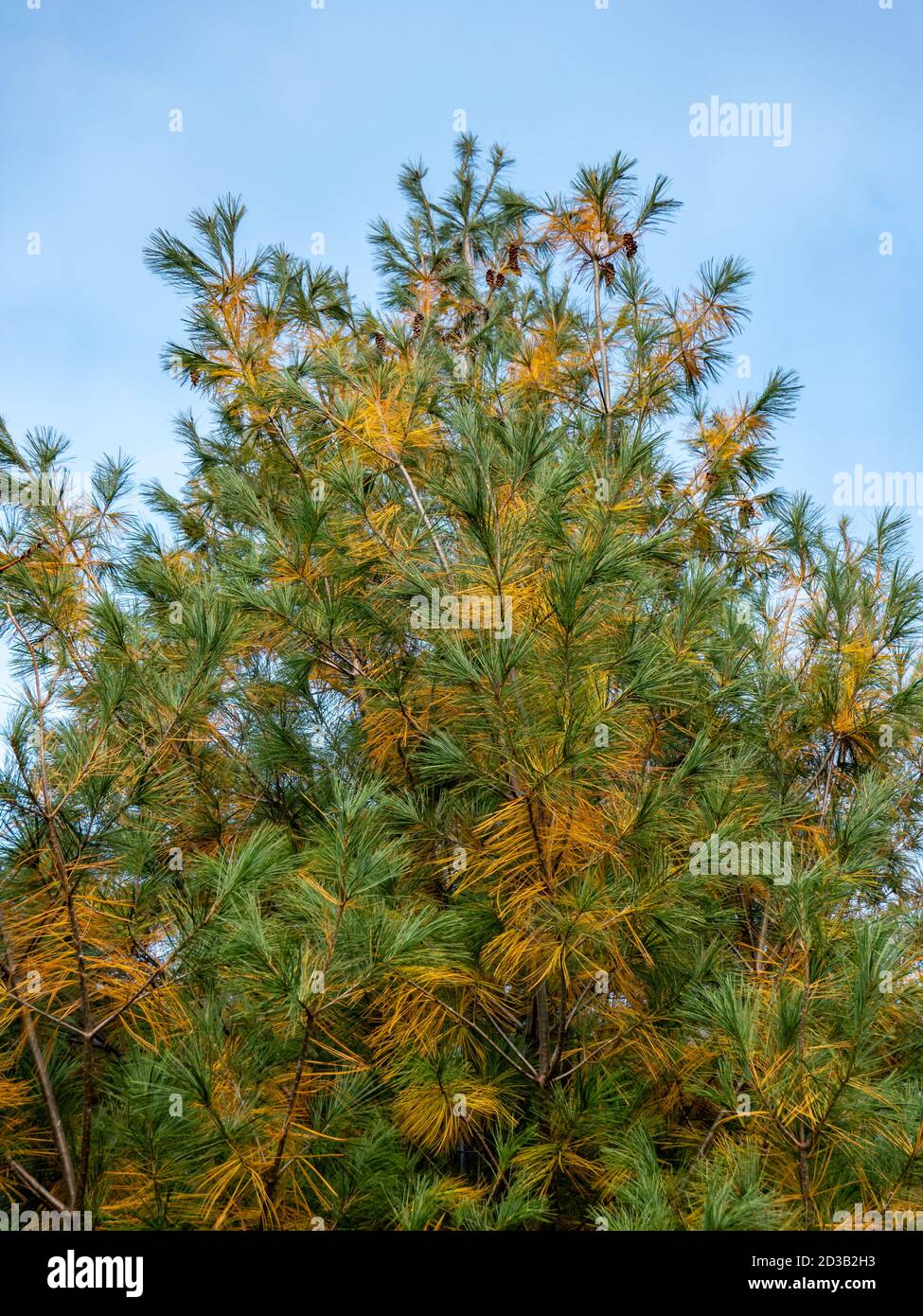 Pine tree is sick pest infestation Stock Photo