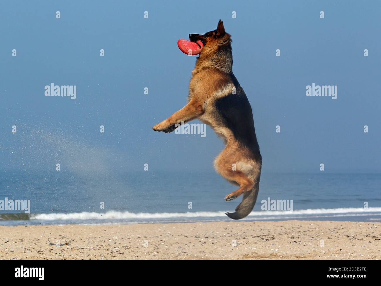 german shepherd frisbee