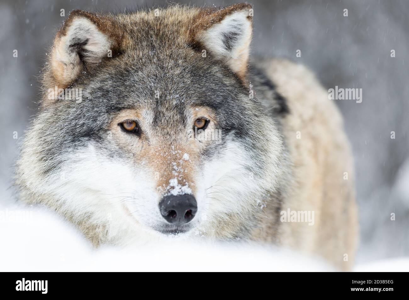 Magnificent wildlife hi-res stock photography and images - Alamy