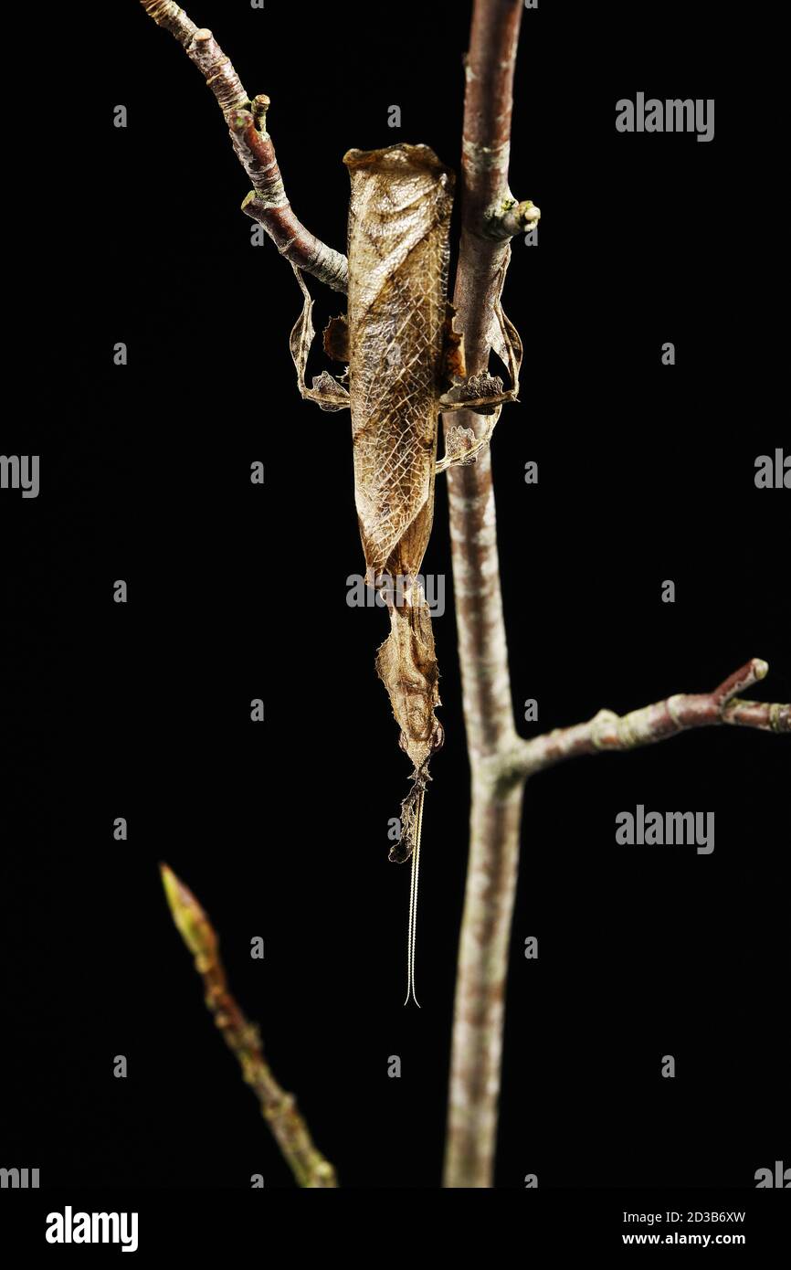Mimetic insect hi-res stock photography and images - Alamy