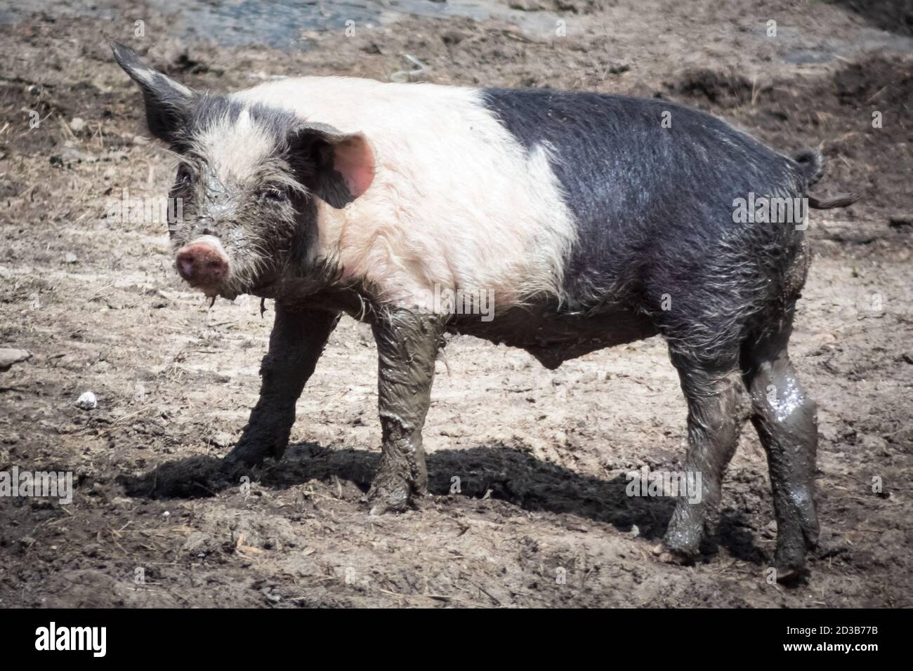 Baby piglet playing in the mud. Domestic animal in natural scene. Domestic pig, natural growth in normal conditions. Stock Photo