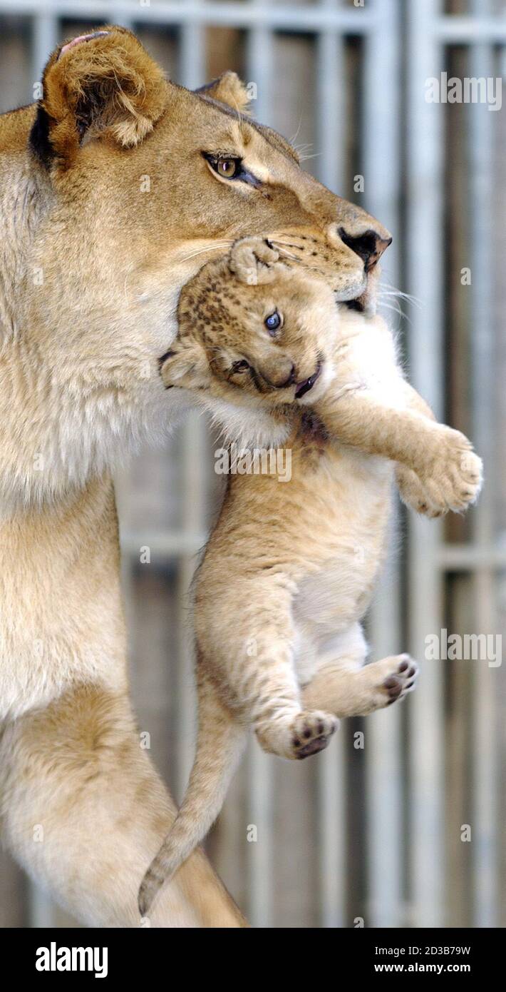 Lioness Stella carries one of her four-week-old cubs at the zoo al Maglio in Magliaso, Switzerland, March 6, 2003. The litter of three born on February 6 made their first public appearance at the zoo in southern Switzerland on Thursday. REUTERS/Remy Steinegger  RST/HM/ Stock Photo