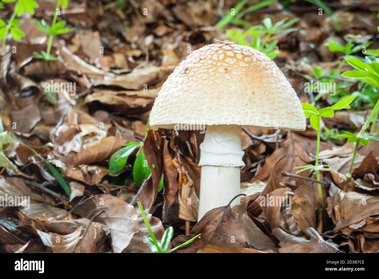 European blusher mushroom. Edible. Amanita Rubescens Stock Photo