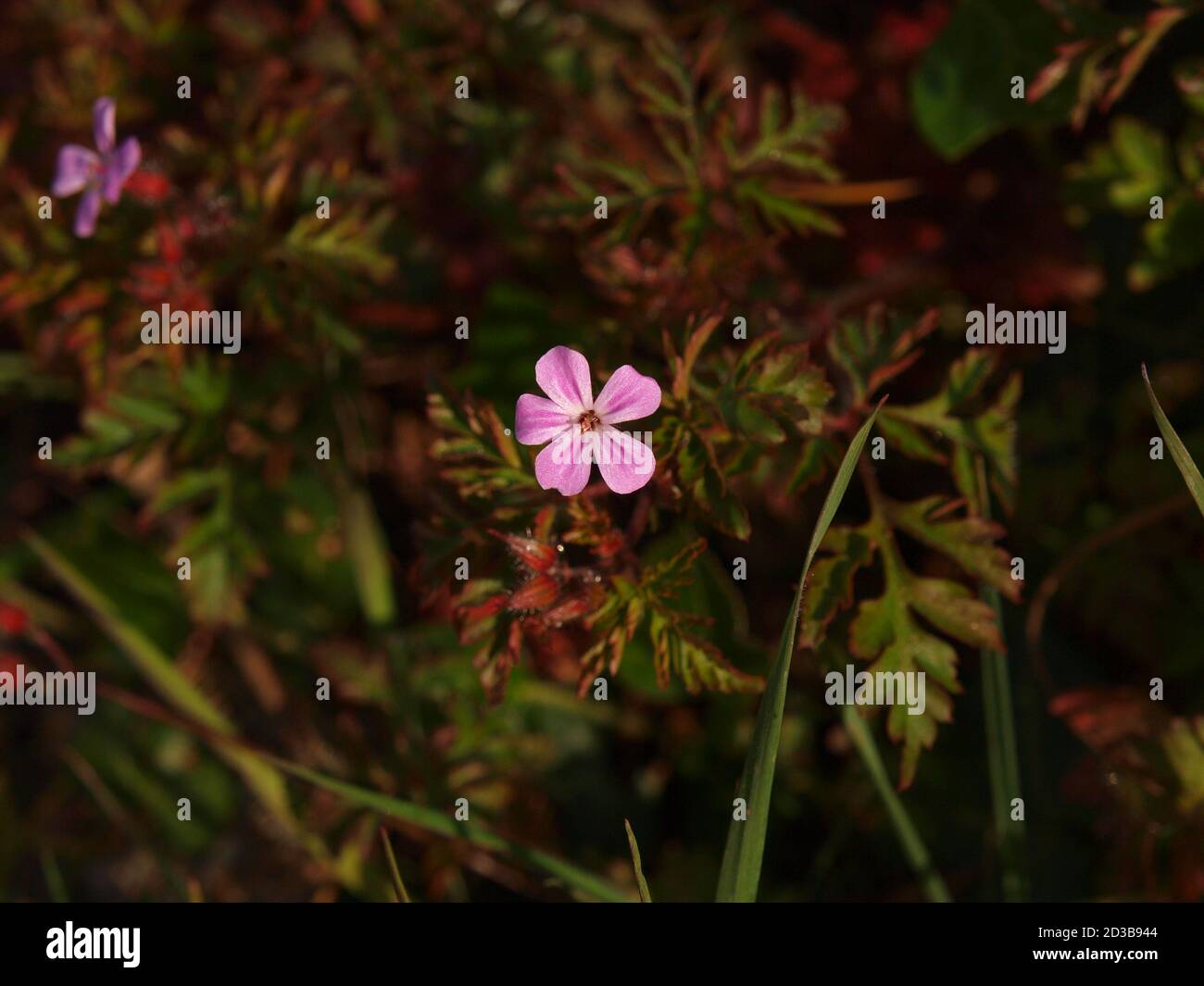 Tiny Pink flower Stock Photo