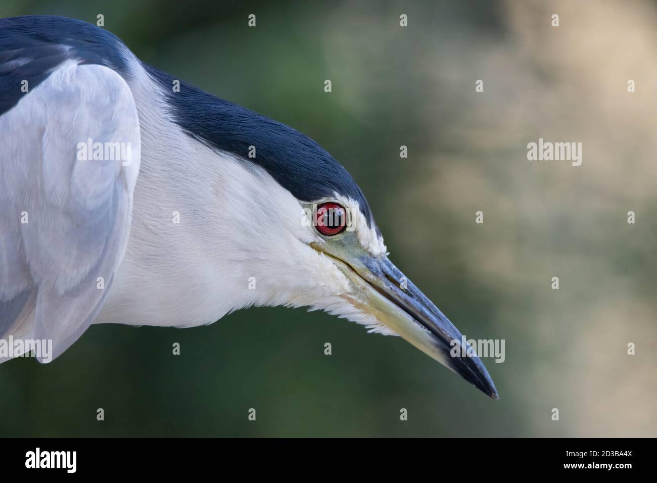 Black crowned night heron side view close-up portrait Stock Photo
