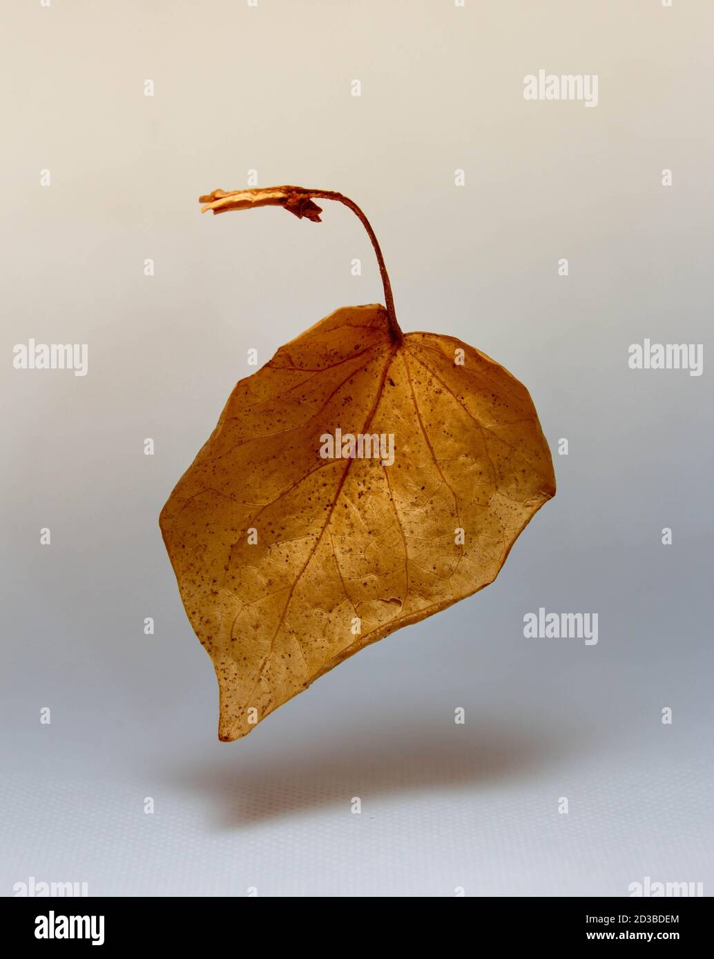 Dry leaf floating in the air on solid light background Stock Photo