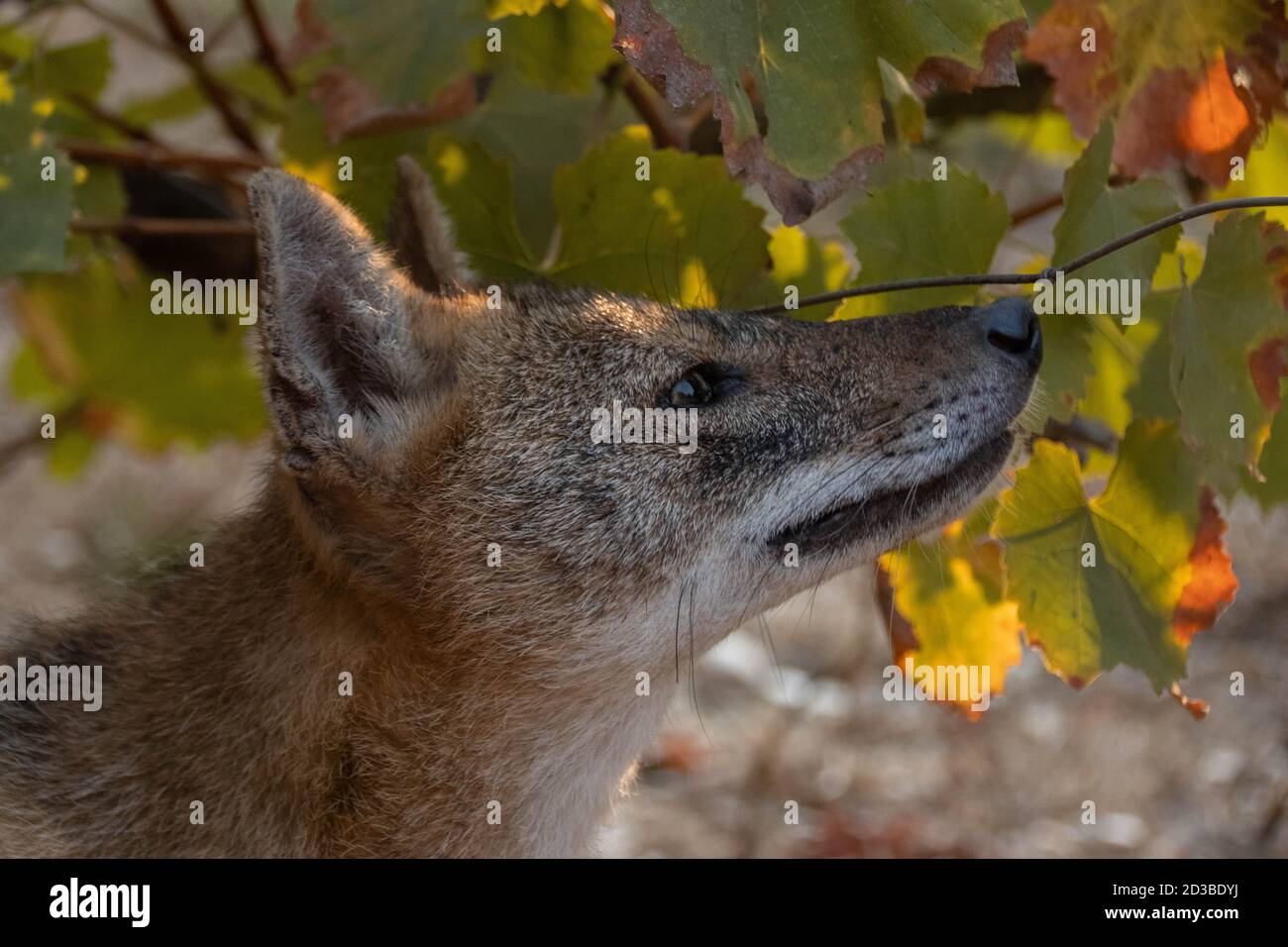 Golden jackal sniffing air side view close-up Stock Photo