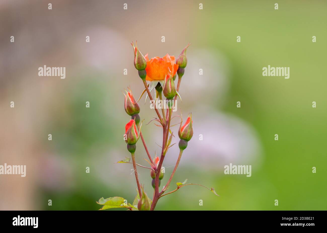 Closeup shot of the wild field flowers in the field Stock Photo - Alamy