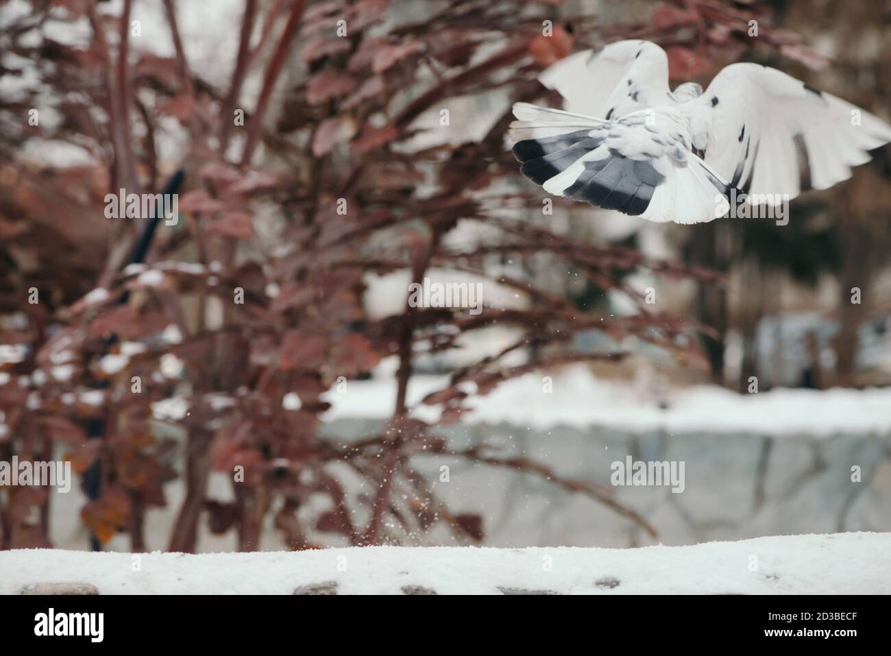 Excel Til Ni modvirke White pigeon takes off from fence covered with snow against background of  city trees Stock Photo - Alamy