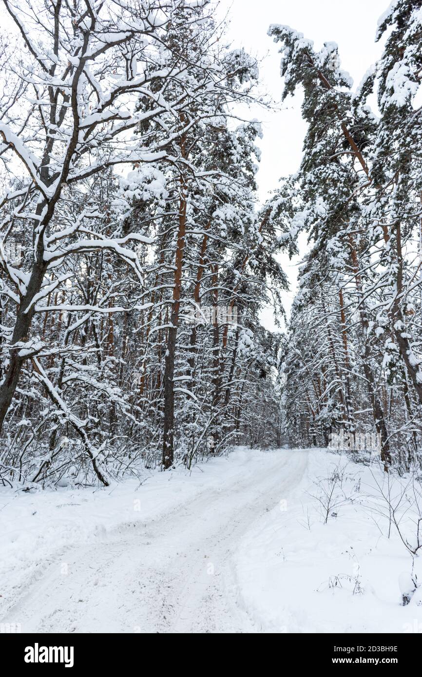 A path in the winter forest. Snow-covered pine forest with tall trees ...