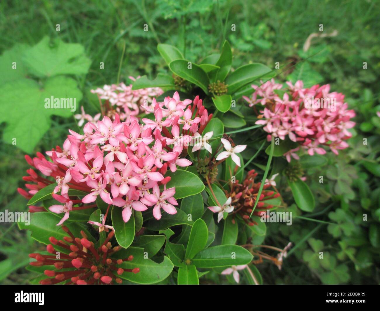 scenic view of whitish pink Ixora flowers and plants Stock Photo