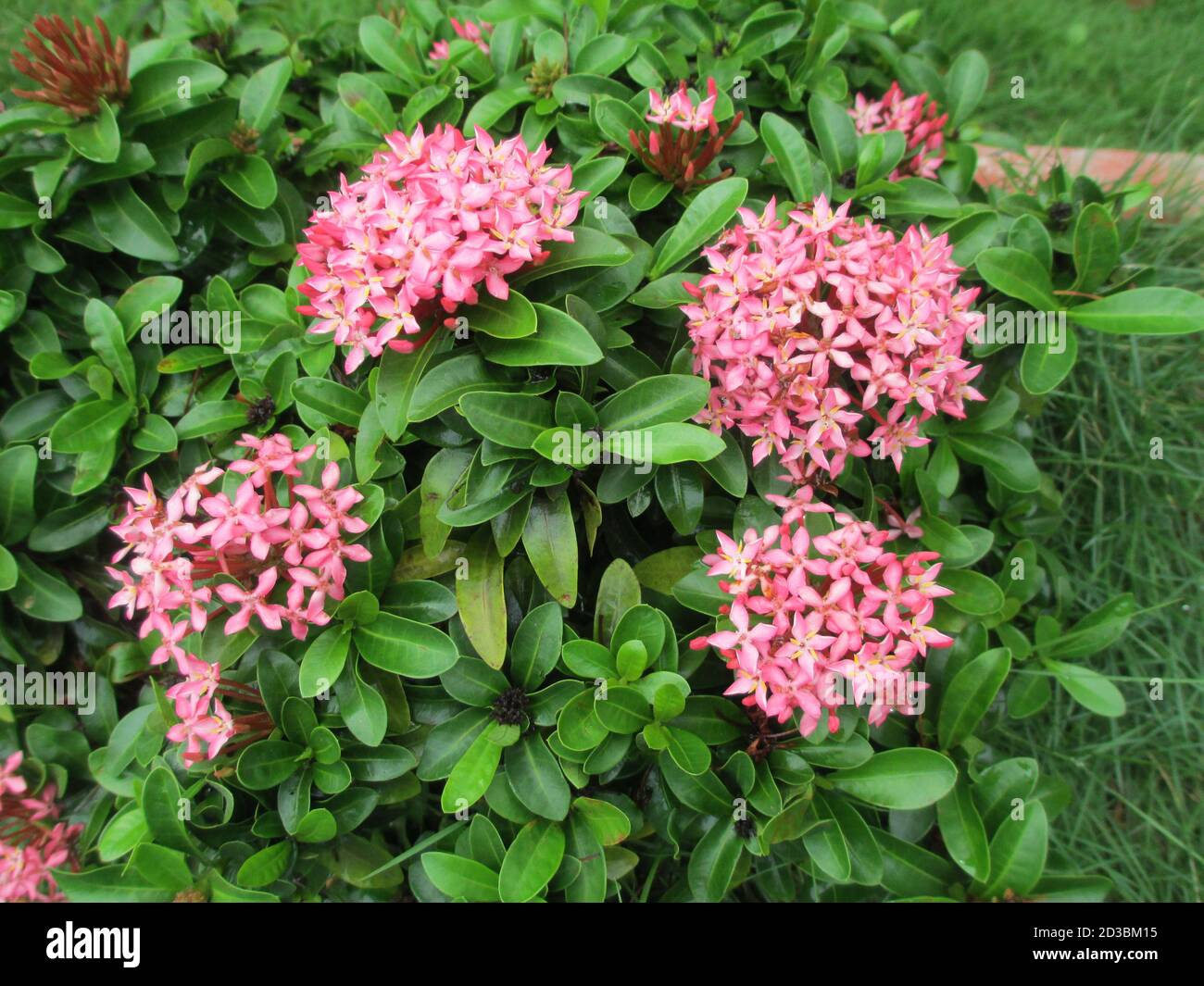 scenic view of whitish pink Ixora flowers and plants Stock Photo - Alamy
