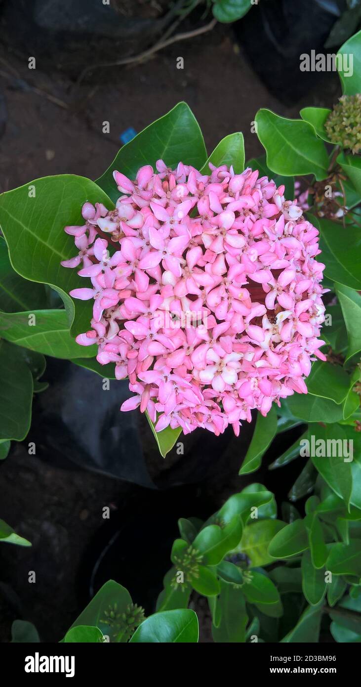 scenic view of whitish pink Ixora flowers and plants Stock Photo