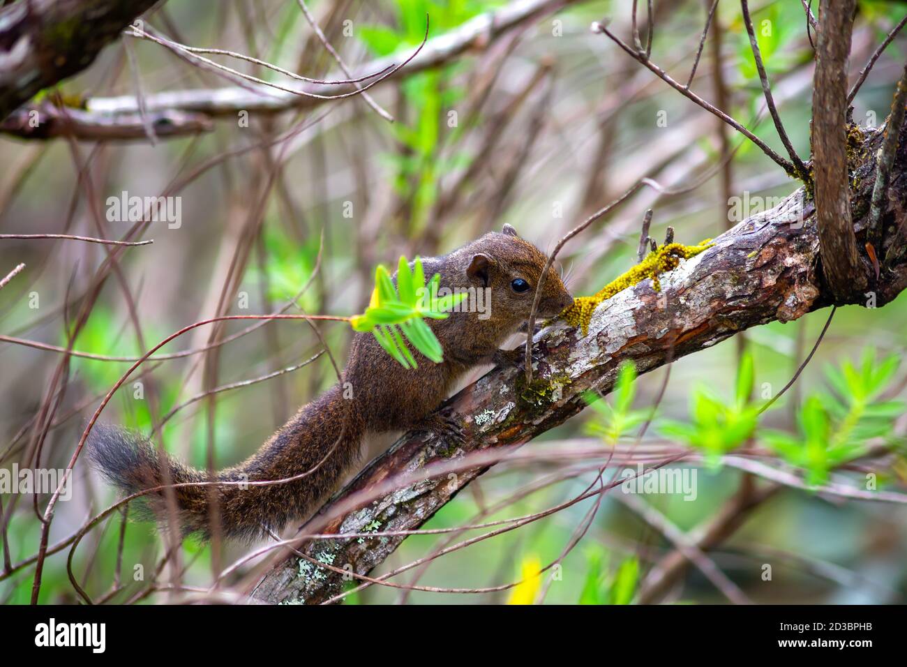 A chipmunk or palm squirrel sits on a tree branch. Sri Lanka Stock Photo