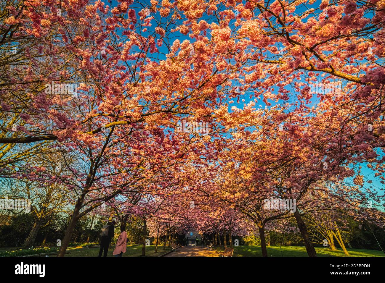 Sakura cherry alley or boulevard blooming with thick flowers shining with sunrise colours. The flowerage is a symbol of renewal and rebirth Stock Photo