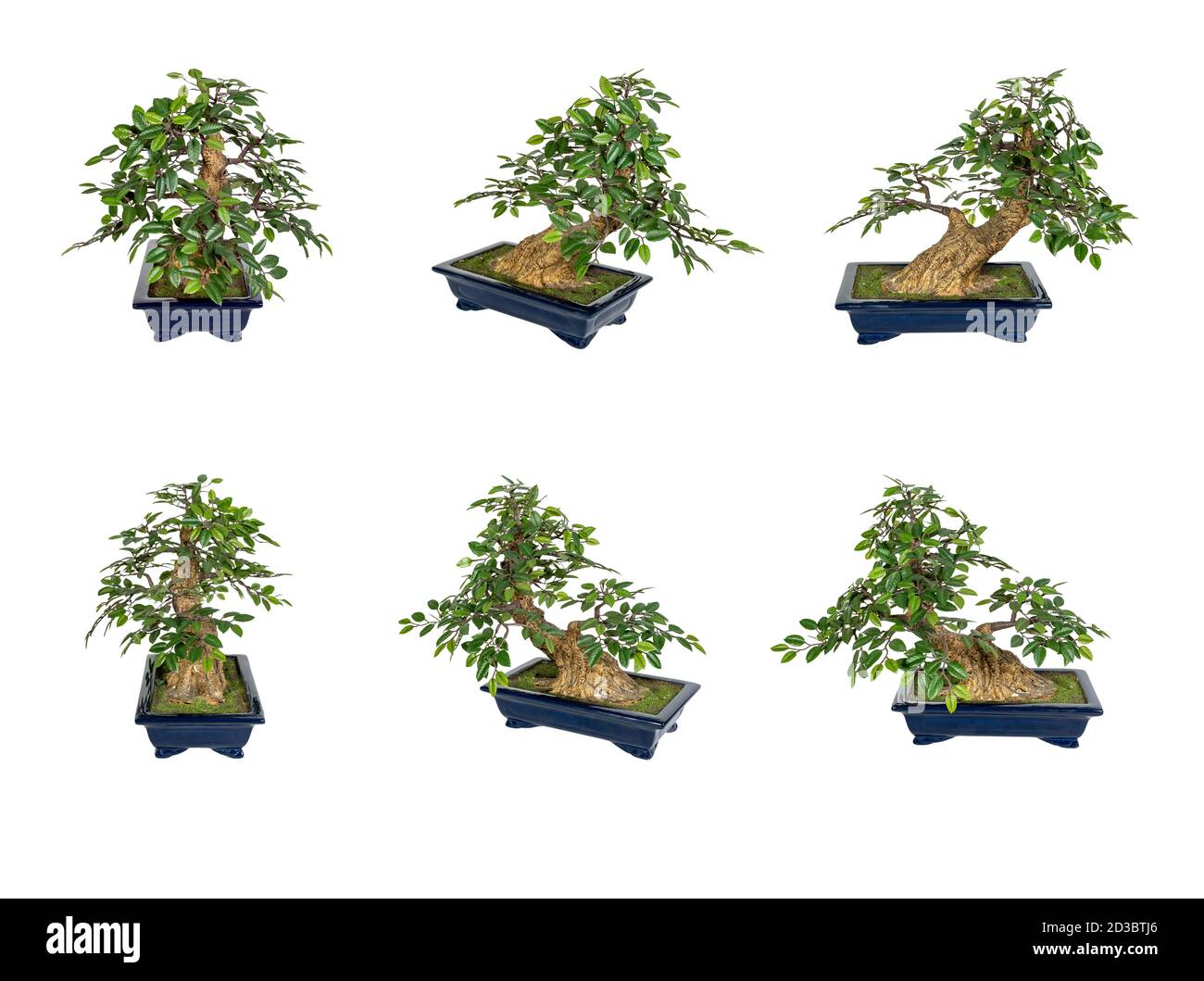 Bonsai tree isolated on a white background. The Japanese art Stock ...