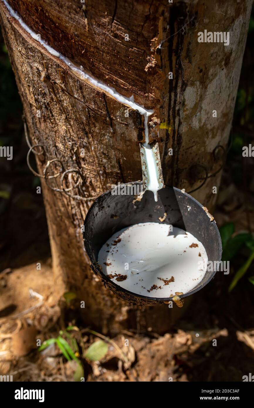 Natural rubber, rubber extraction from Hevea wood. White hevea juice Stock Photo