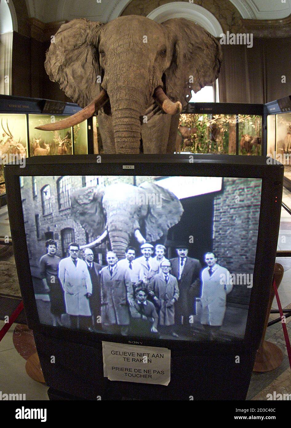 A television screen shows exhibition organizers in front of a stuffed elephant at the Brussels Royal Museum for Central Africa in Tervuren November 16, 2001. Conceived in 1897, by King Leopold II, as a temporary World fair exhibition, its original purpose was to show off the Congo's flora, fauna and natural resources, and illustrate how these benefited Belgium's economy. REUTERS/Yves Herman TO ACCOMPANY FEATURE STORY BELGIUM-CONGO-MUSEUM REUTERS  HRM/ Stock Photo