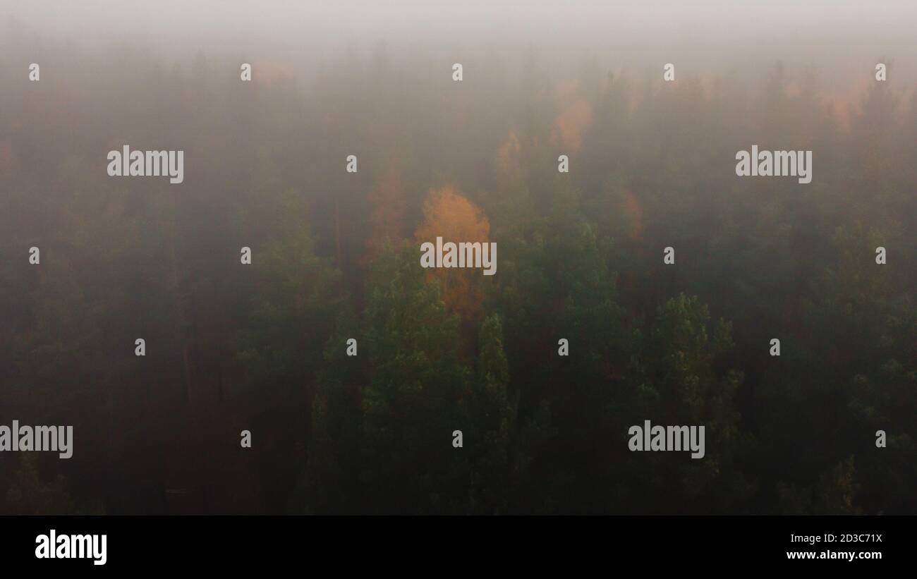 Beautiful thick fog in the autumn forest. Photos from the drone Stock Photo