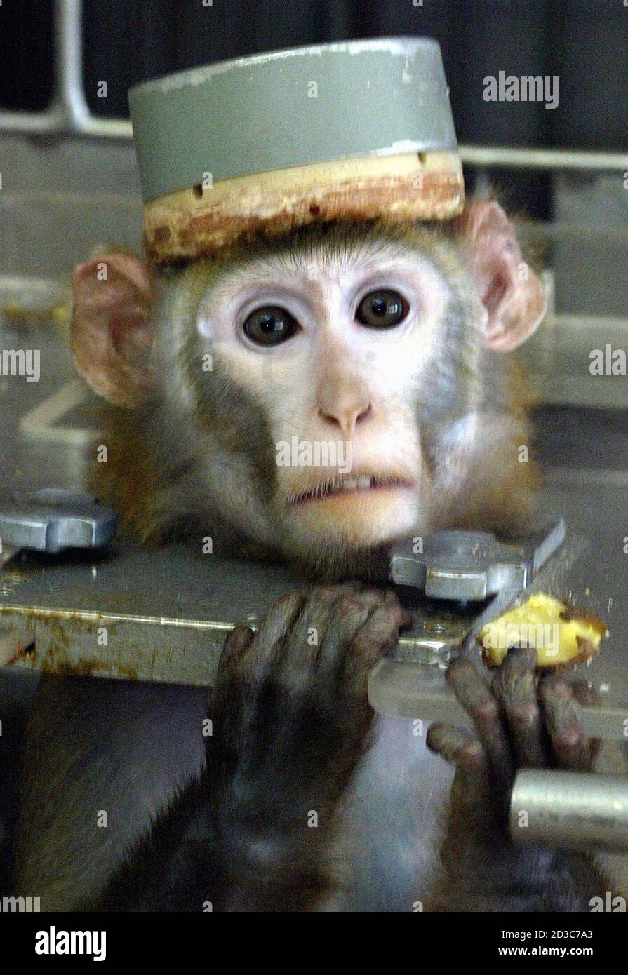 A monkey wearing a metal cap to cover the electrodes in its head is held in  metal braces during testing at the Medical and Biological Problems  Laboratory outside Moscow, April 15, 2003.