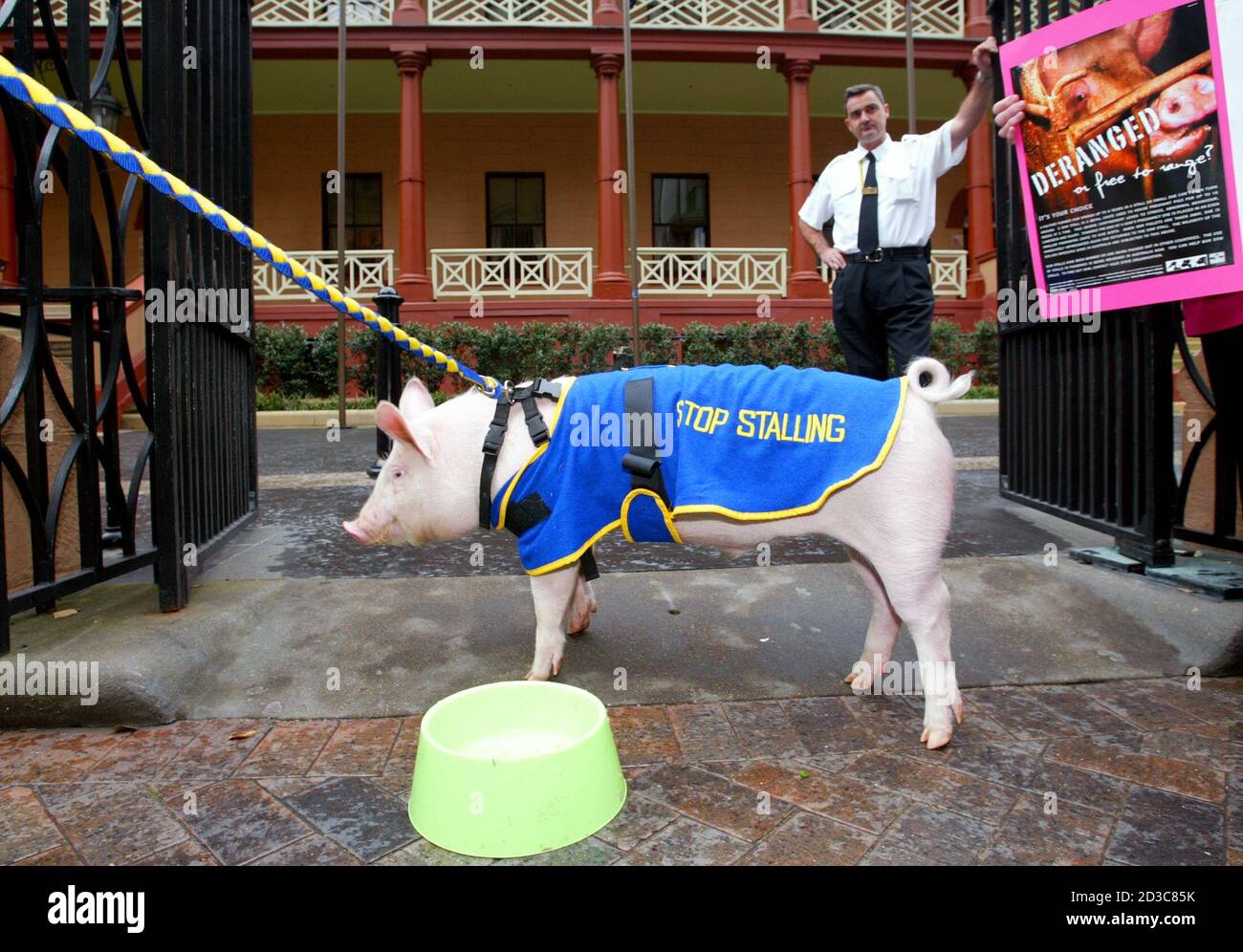 A New South Wales Parliament House security guard (R) keeps an eye on Edgar the pig, star of the film 'Babe', during a protest outside the seat of government in Sydney July 22, 2003. Edgar was a show piece in a demonstration by BOAR (Ballarat Organisation for Animal Rights) in a bid to draw attention to what the group claim is cruel treatment methods of farming pigs where sows are kept in stalls that do not allow the animal to move or interact normally. Sow stalls have been banned or phased out in the United Kingdom, Florida, the European Union and New Zealand. REUTERS/Will Burgess  WB/PB Stock Photo